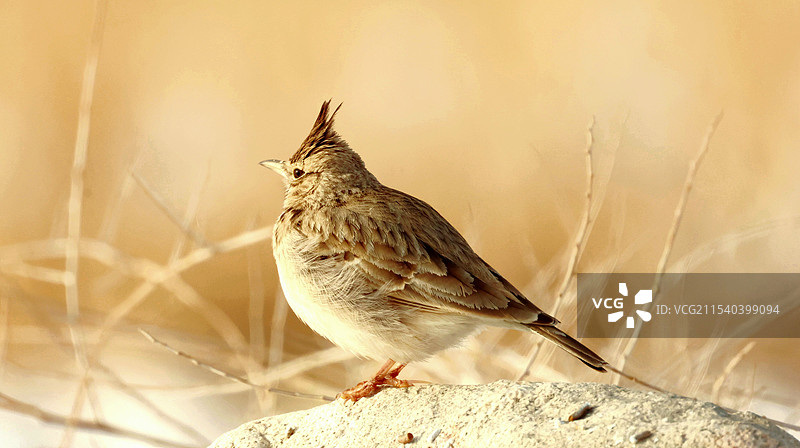 凤头百灵图片素材