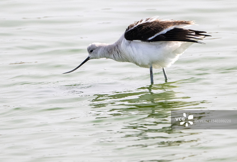 Pied Avocet （反嘴鹬）of Austin图片素材