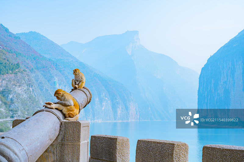 重庆奉节三峡之巅 赤甲楼炮台的野生猴子图片素材