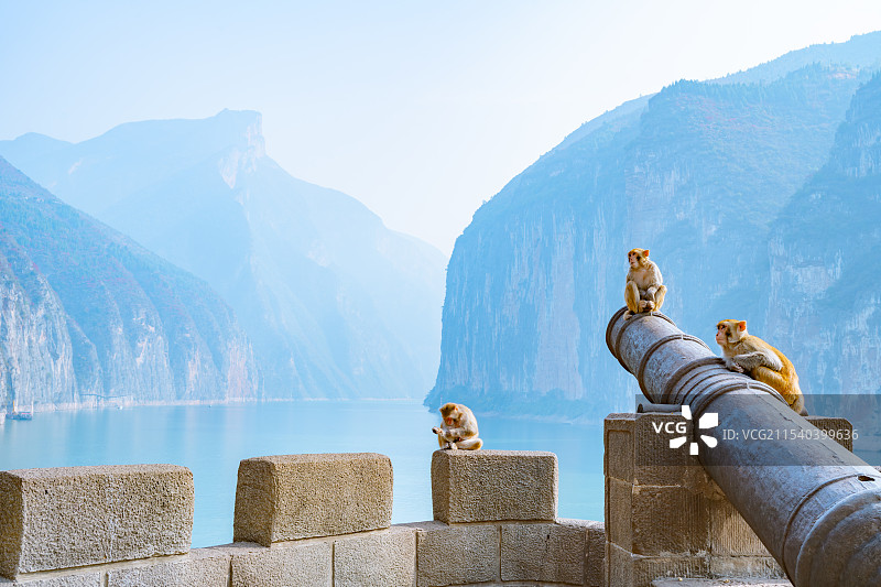 重庆奉节三峡之巅 赤甲楼炮台的野生猴子图片素材