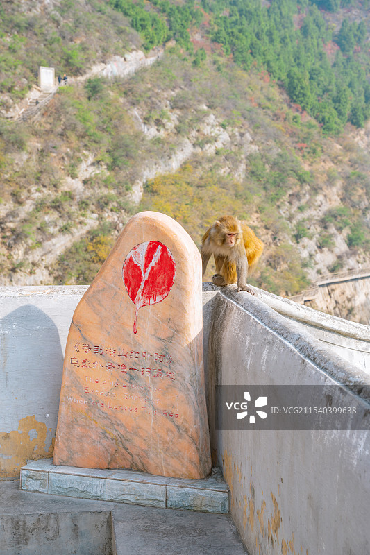 重庆奉节三峡之巅 赤甲楼炮台的野生猴子图片素材