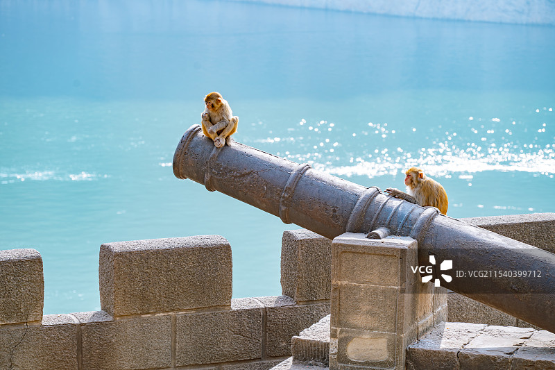 重庆奉节三峡之巅 赤甲楼炮台的野生猴子图片素材