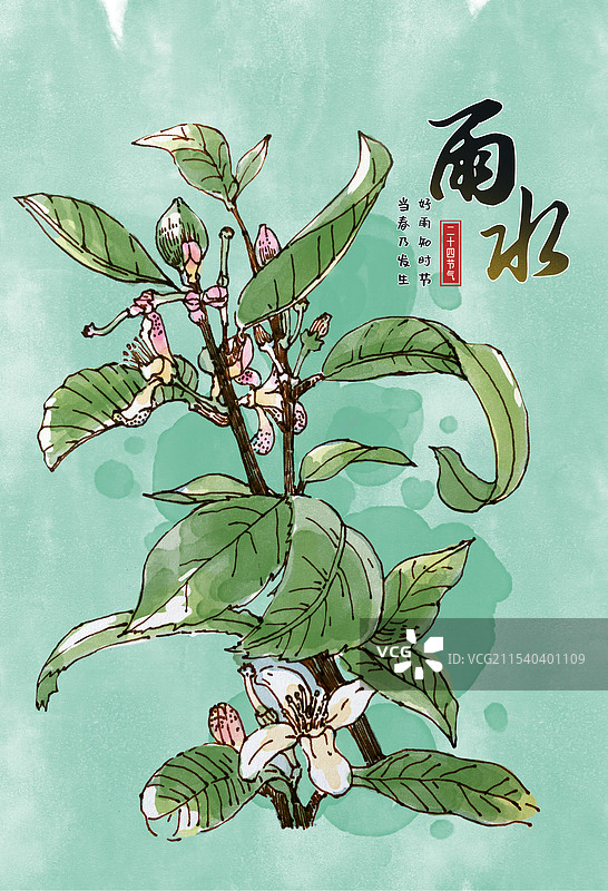 雨水节气野百合水彩画图片素材