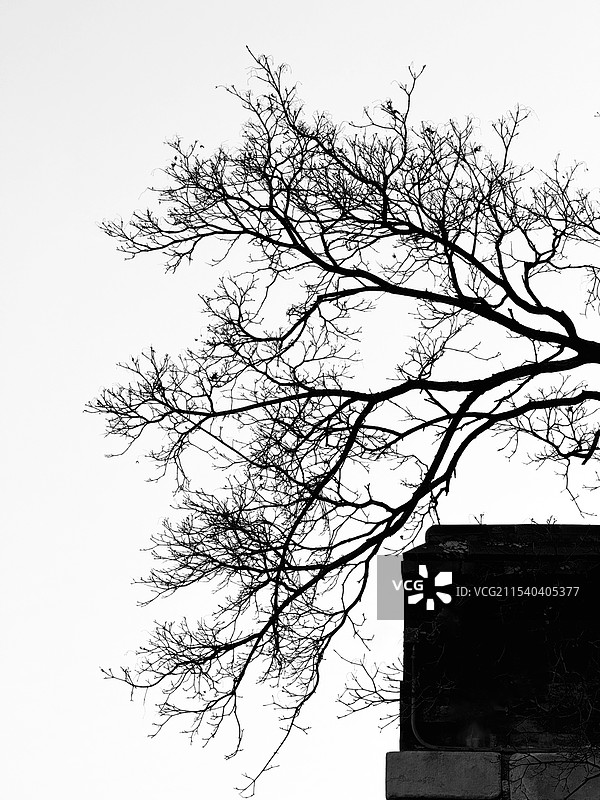 冬枝韵图片素材