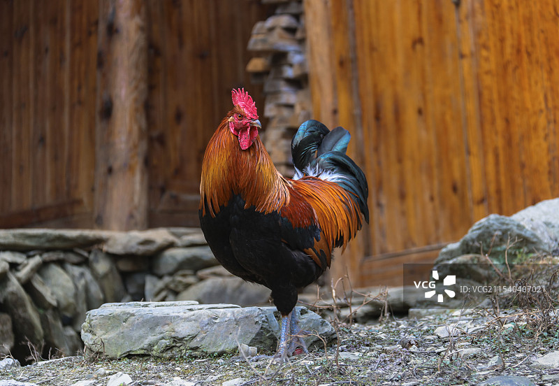 神气的走地鸡散养鸡特写组图图片素材