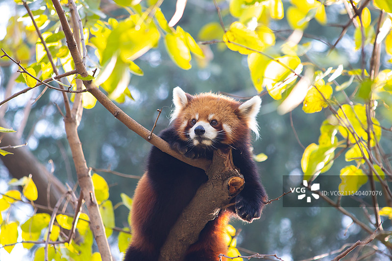 小熊猫的背影丨红山动物园图片素材