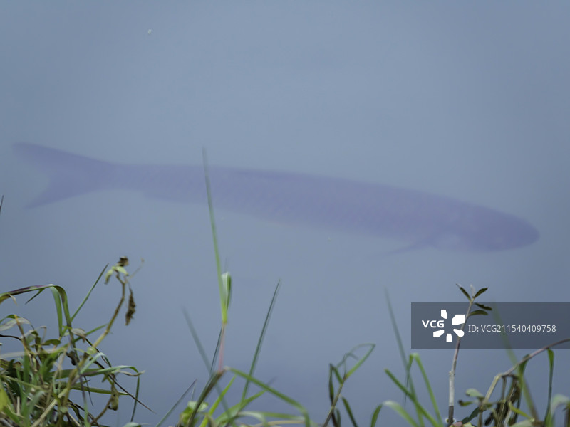绵阳科技城城市公园花果绿植特写图片素材
