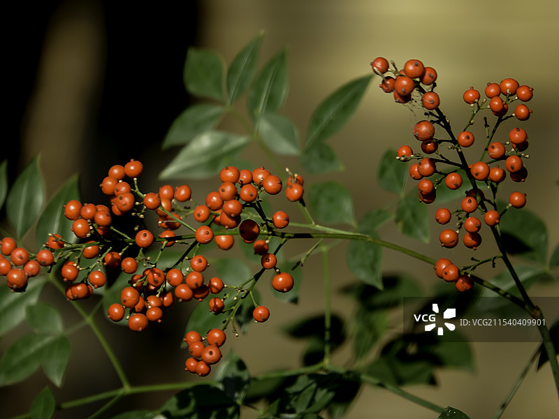 绵阳科技城城市公园花果绿植特写图片素材
