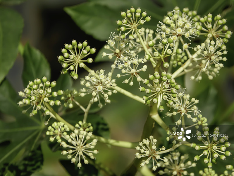 绵阳科技城城市公园花果绿植特写图片素材