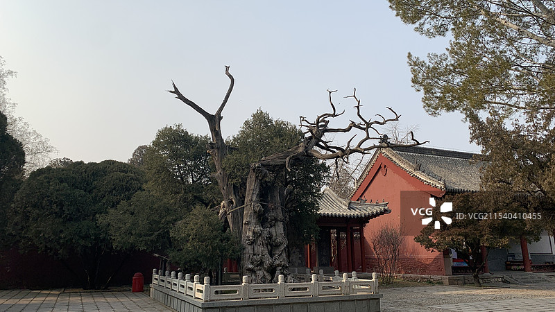 岱庙“苍龙吐虬”柏图片素材