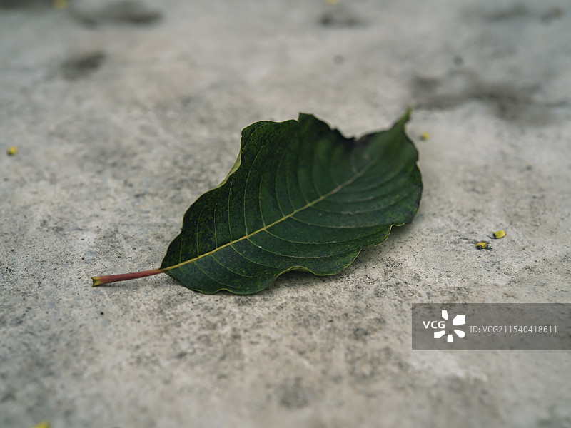 人行道上树叶的高角度视图图片素材