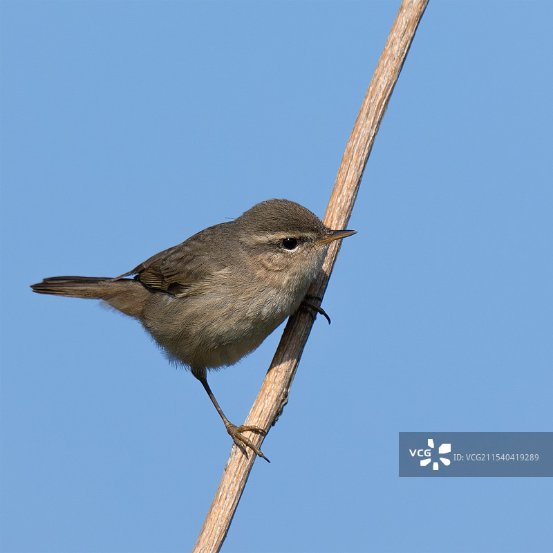 褐柳莺图片素材