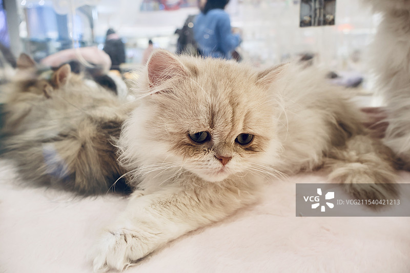 宠物店待出售的长毛猫图片素材