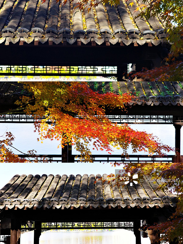 莫愁湖的枫叶图片素材