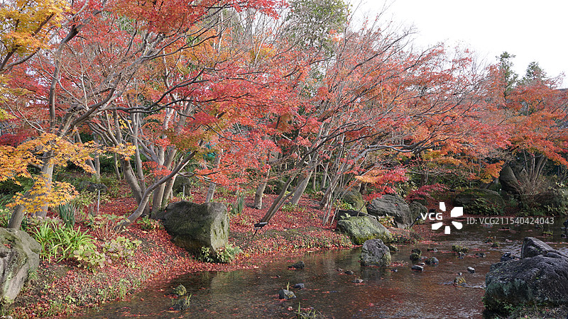 日本三重桑名市名花之里图片素材