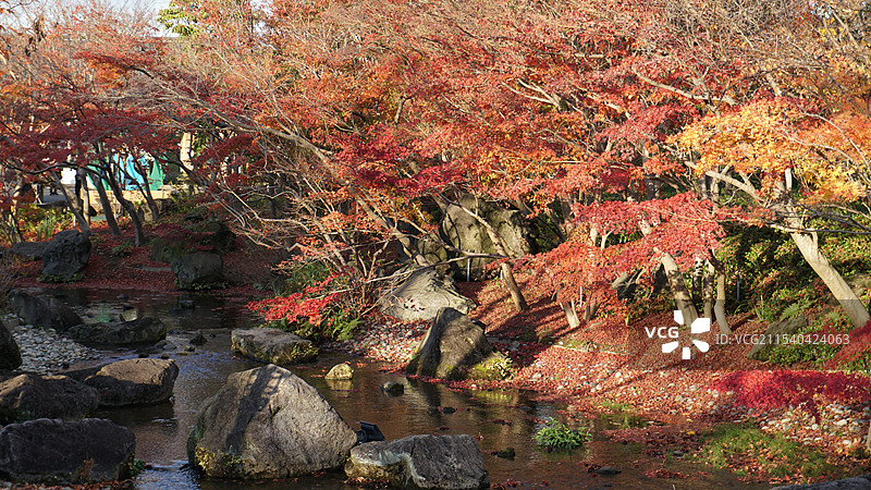 日本三重桑名市名花之里图片素材