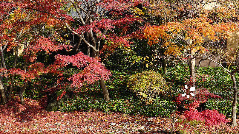 日本三重桑名市名花之里图片素材
