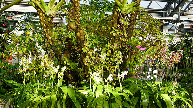 日本三重桑名市名花之里图片素材