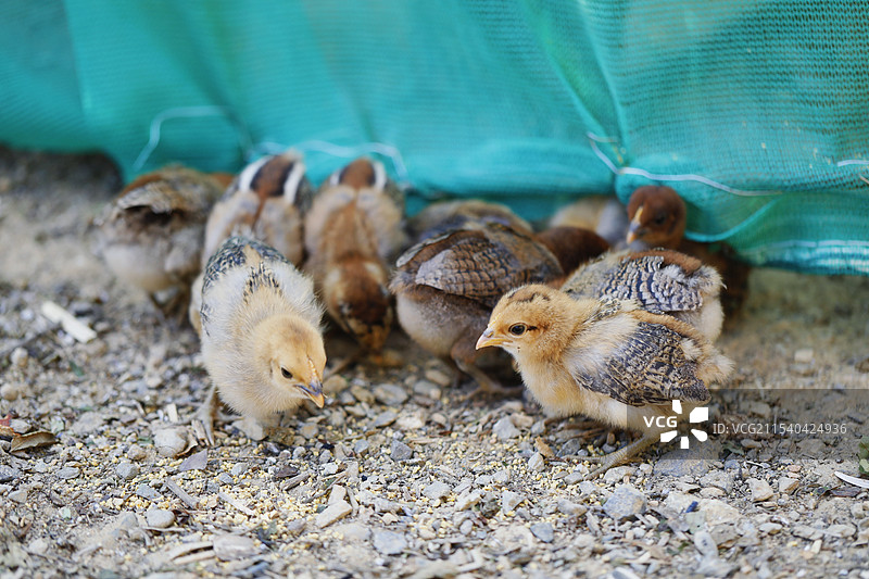 小鸡图片素材