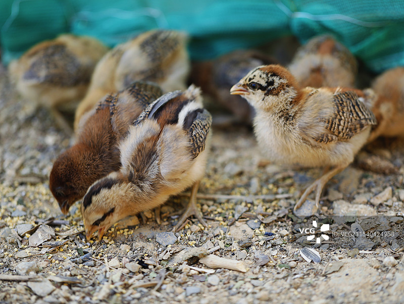 小鸡图片素材