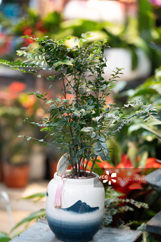 花鸟市场花店里等待出售的盆景图片素材