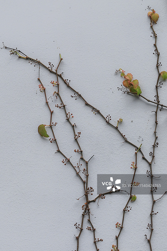 白墙上挥洒自如的爬山虎图片素材