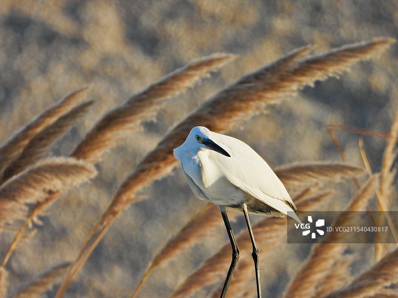 白鹭图片素材