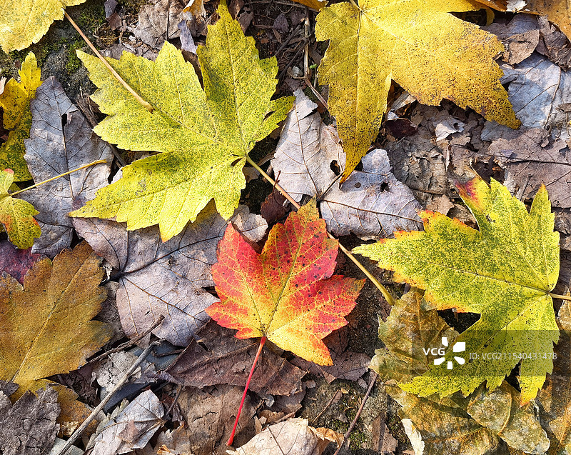 秋天的彩色落叶图片素材