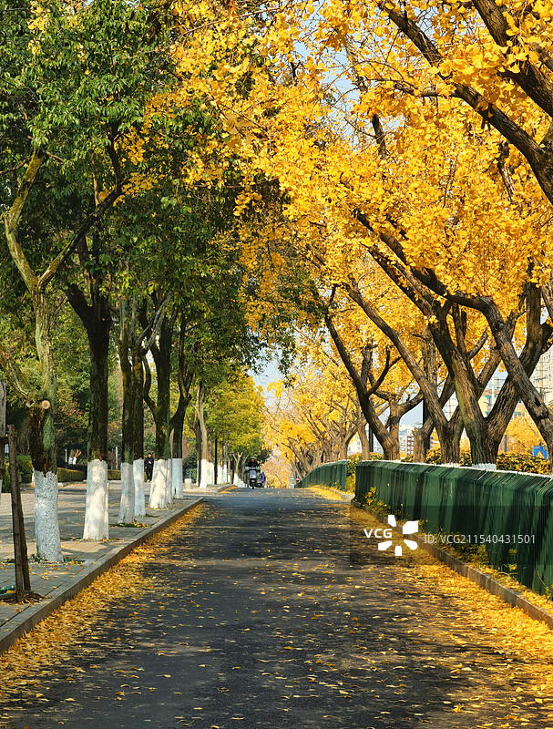 成都银杏树街景图片素材