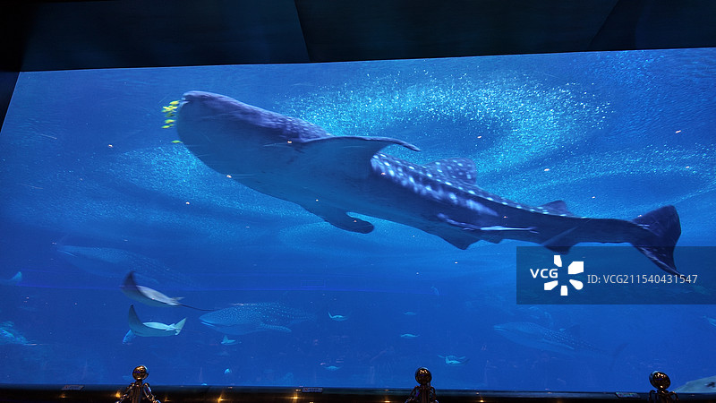 珠海长隆海洋王国的鲸鲨图片素材