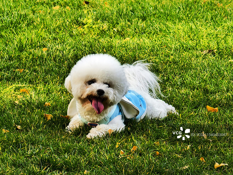 可爱的小狗叮珰图片素材