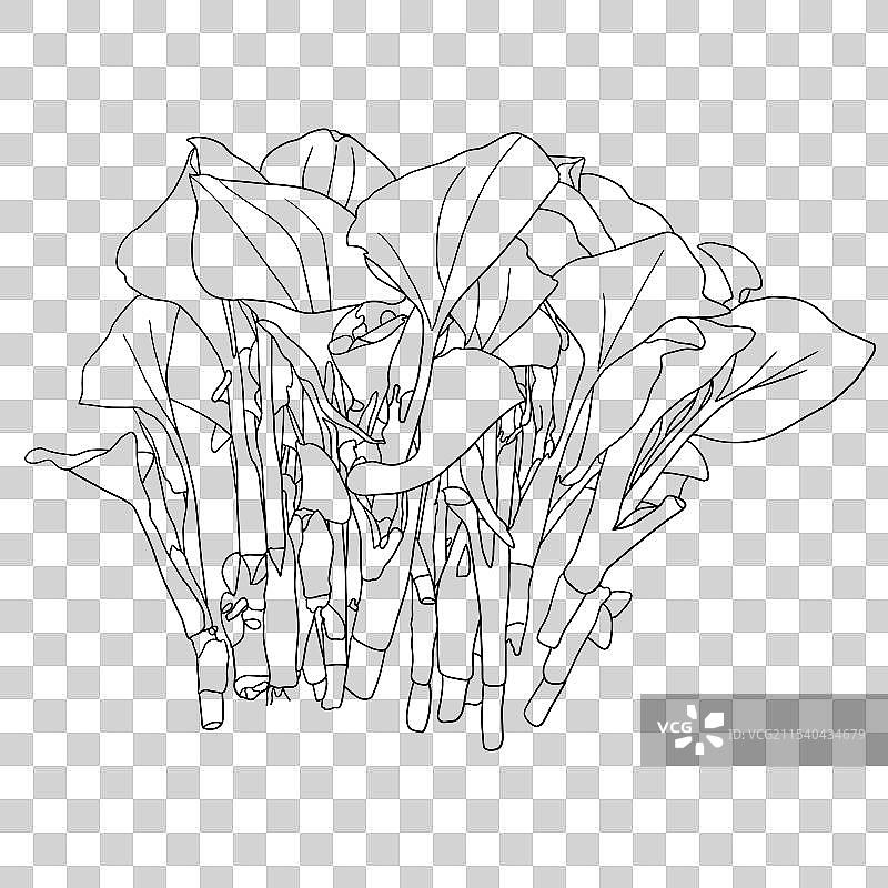 鱼腥草图片素材