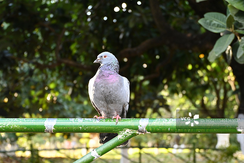 鸽子公园图片素材