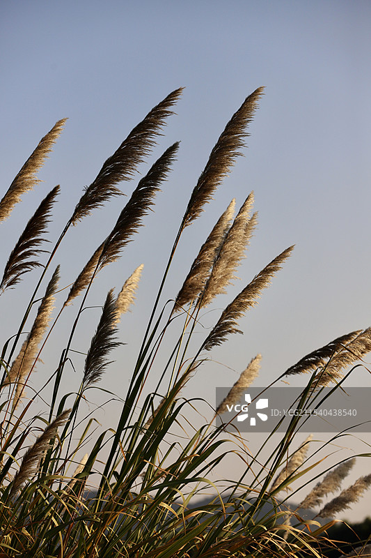 傍晚阳光下的芦苇荡图片素材