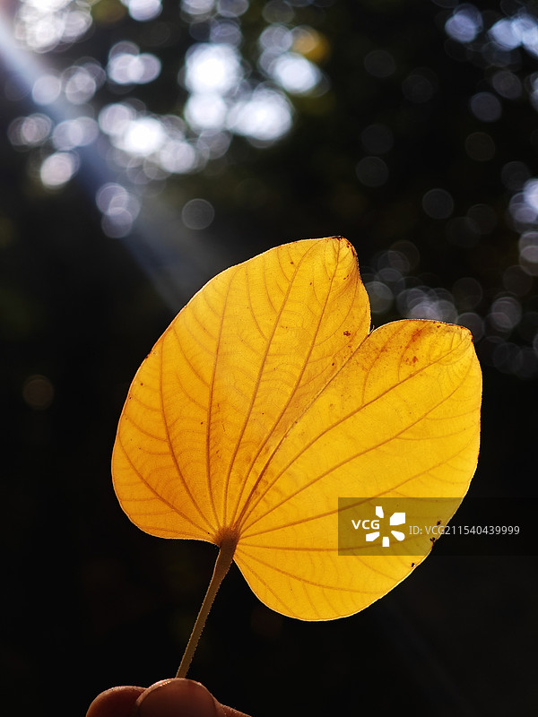 熠熠生辉，只需一束光，普通的树叶也能逆光飞扬图片素材