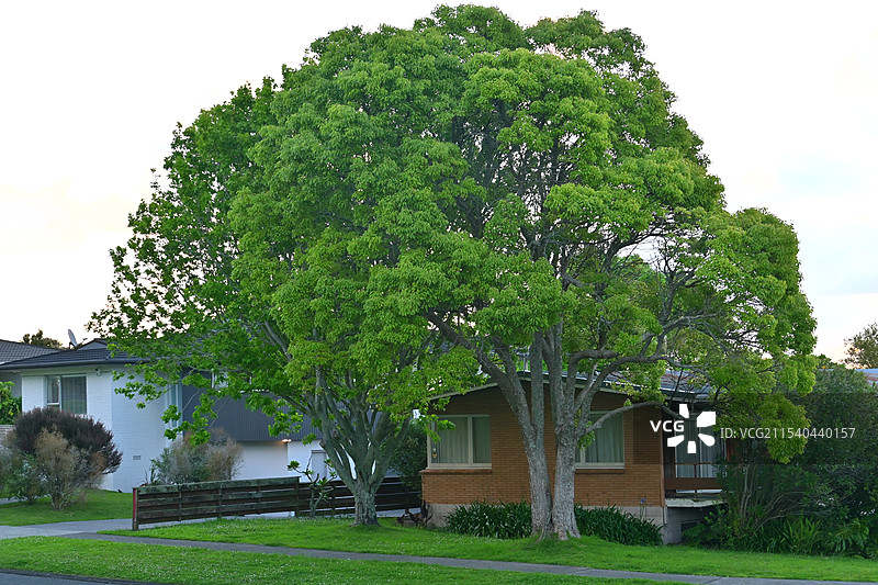 新西兰的温馨小屋图片素材