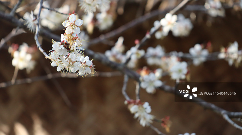 广东云浮新兴天露山梅花林图片素材