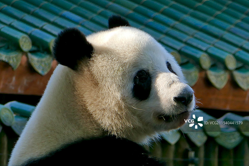 广州动物园大熊猫图片素材