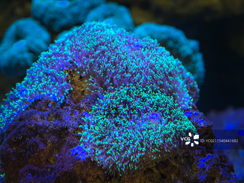 一片蓝色是珊瑚在水中轻轻摆动，星星点点，很是神秘图片素材