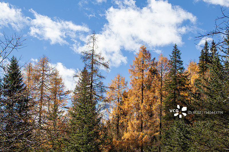 秋日晴朗天空下的松林图片素材