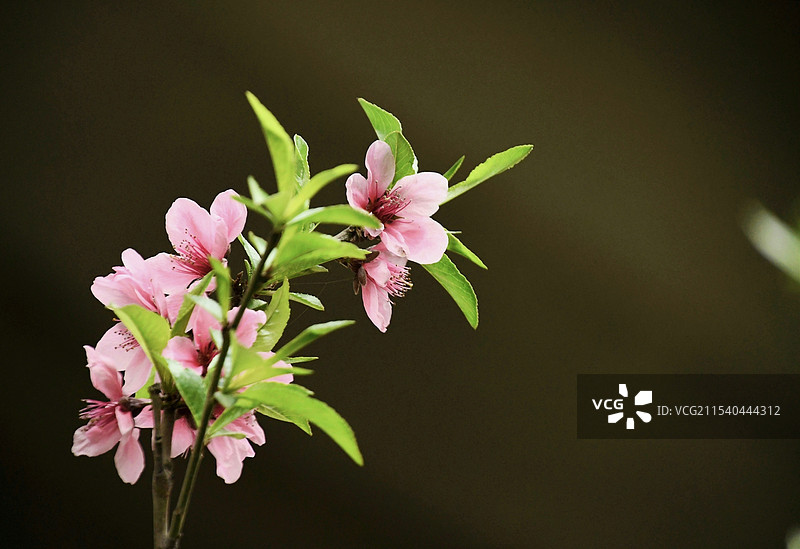 一枝独秀的桃花图片素材
