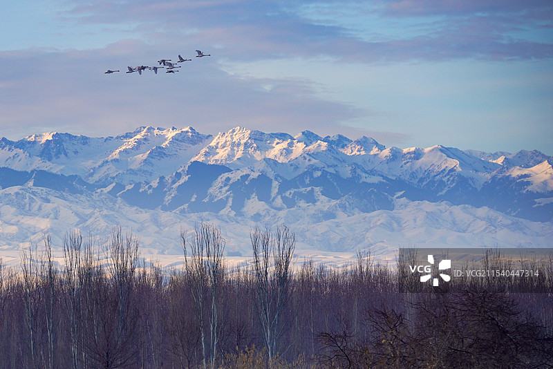 飞越雪山的天鹅图片素材