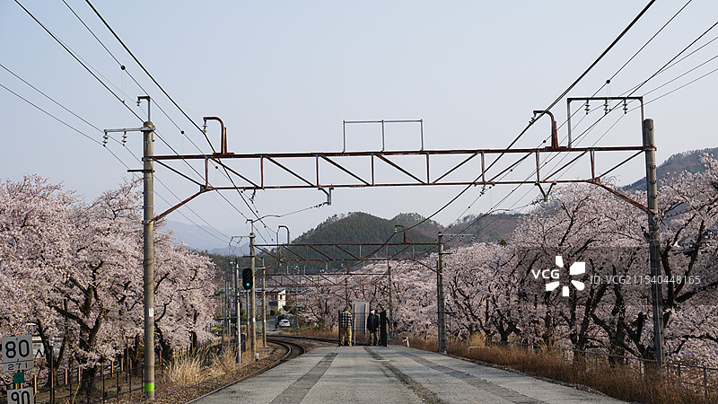 日本山梨县 甚六公园樱花图片素材
