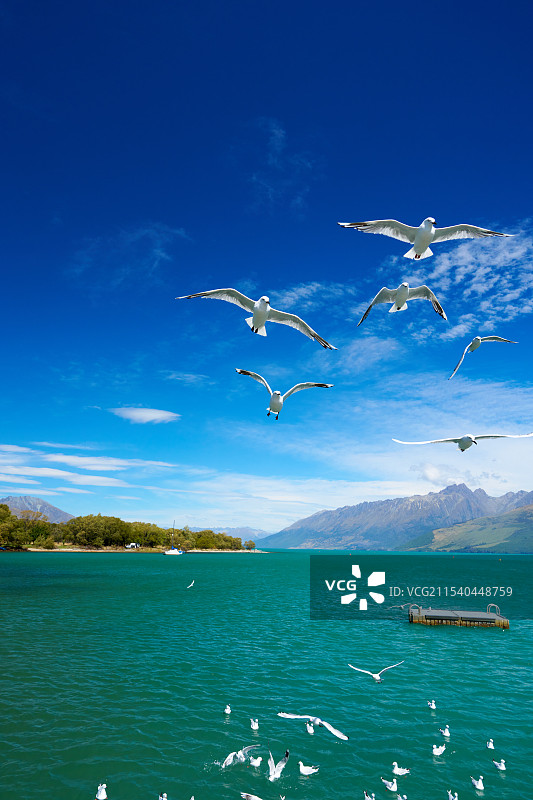 海鸥翱翔在宁静的水面上图片素材