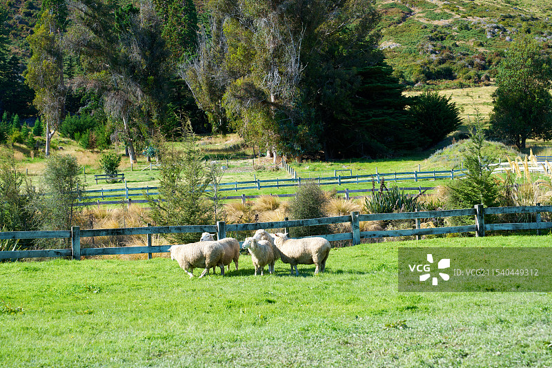 羊群在草原上图片素材