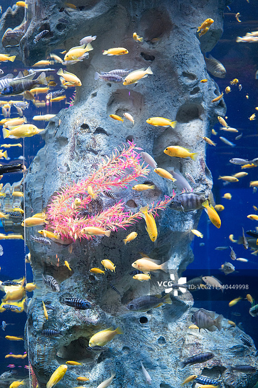 鱼在海里游泳的特写镜头图片素材