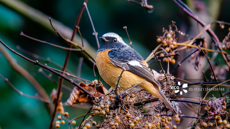 北红尾鸲图片素材