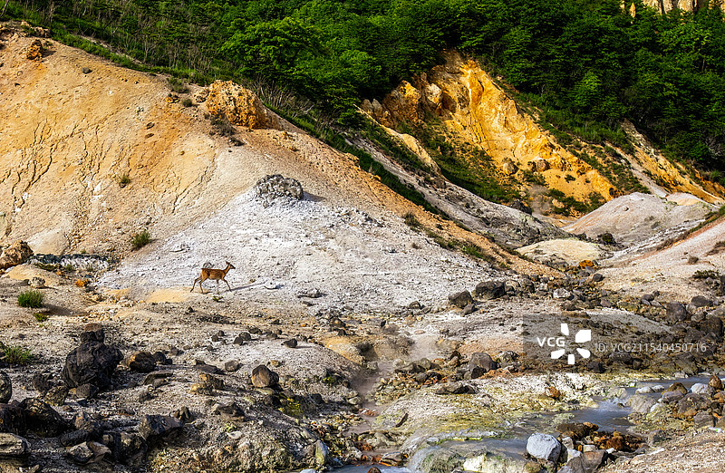 日本北海道地狱谷火山口遗址；一只小鹿缓缓走过图片素材