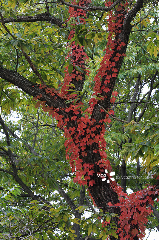 红叶装扮下的大树干图片素材
