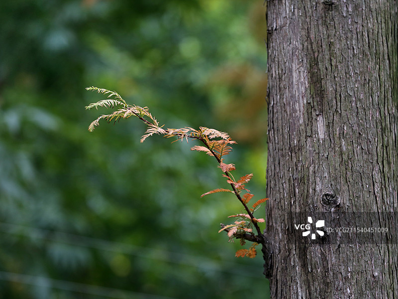 粗干与细枝图片素材